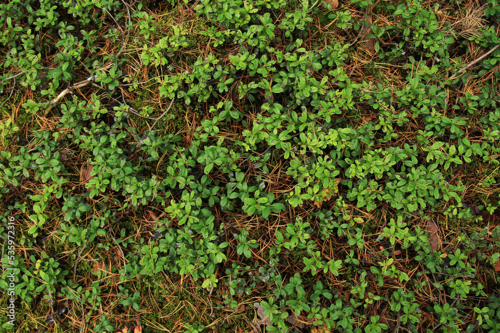 natural green moss, blueberry bushes and pine tree needles natural green moss, blueberry bushes and pine tree needles