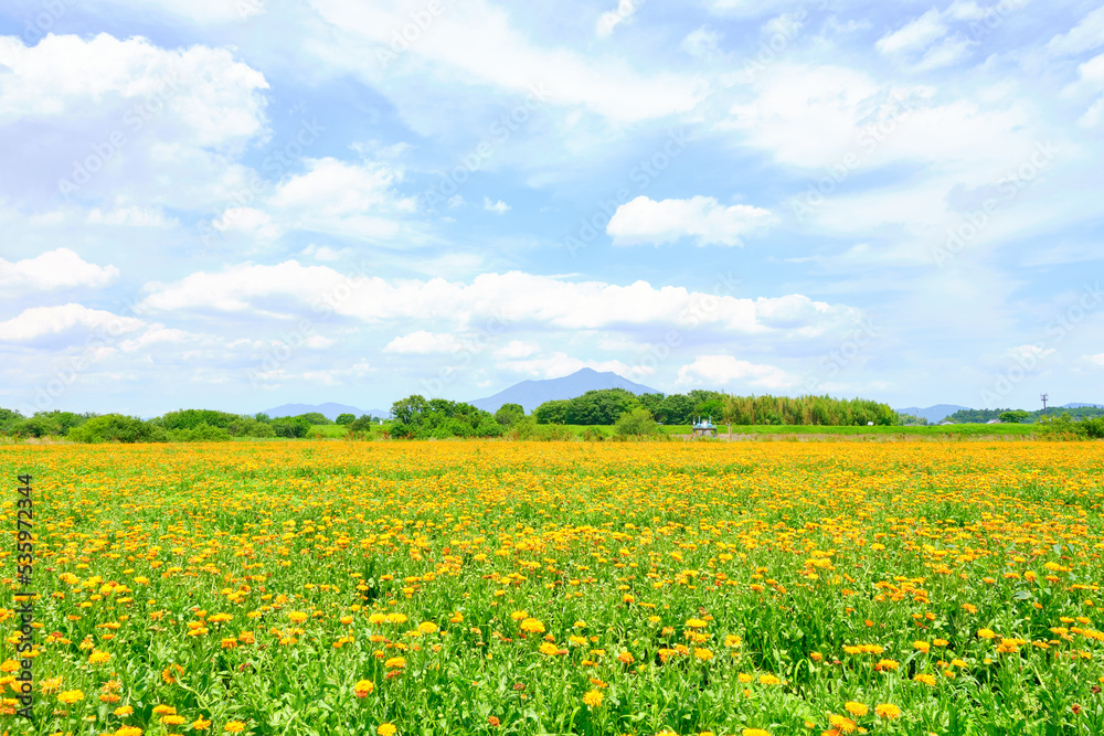 茨城県花と筑波山 茨城県花と筑波山