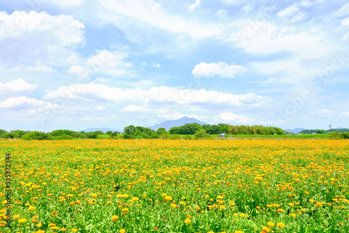 茨城県花と筑波山