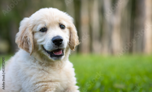 Cute Golden Retriever Puppy Sitting On The Grass