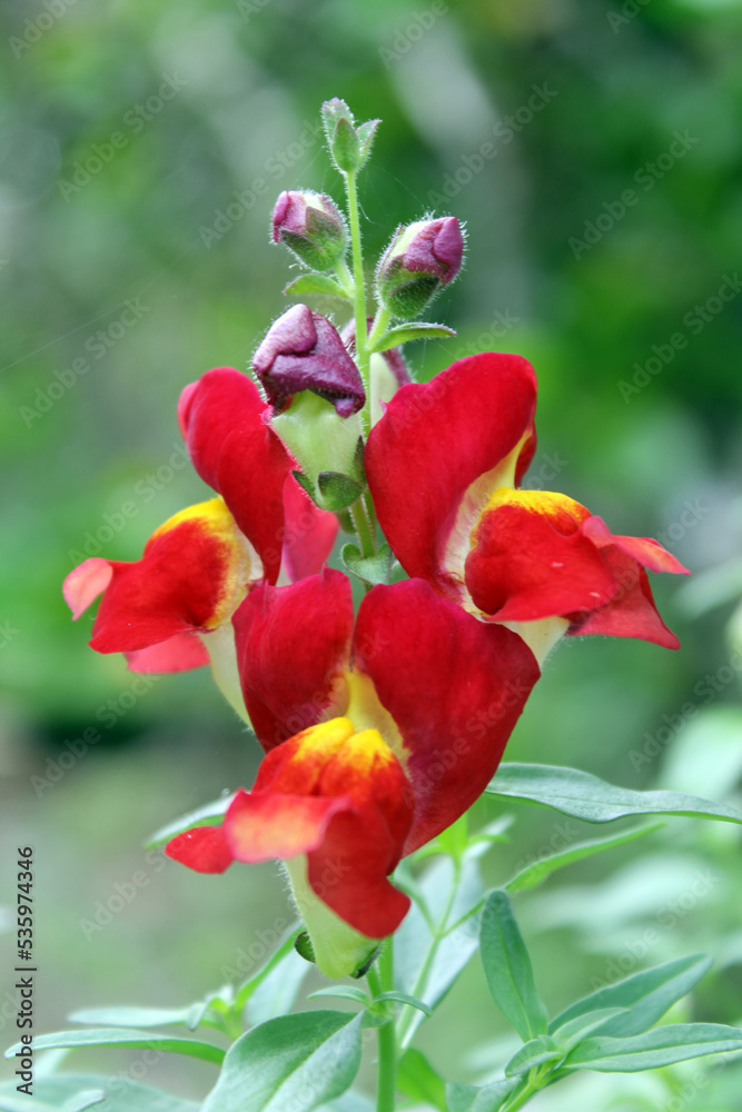 Red and yellow snapdragon flower on a plant in a garden Red and yellow snapdragon flower on a plant in a garden