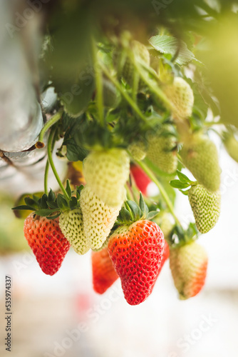 Fresh ripe organic strawberry hanging on containers against the green leaves background of a blooming garden. Blurred beauty bokeh background.