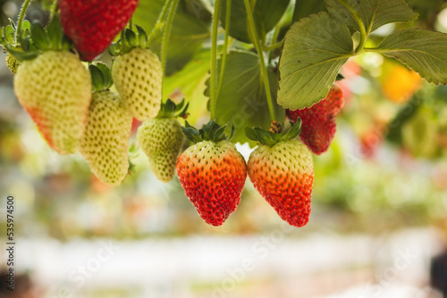 Fresh ripe organic strawberry hanging on containers against the green leaves background of a blooming garden. Blurred beauty bokeh background.