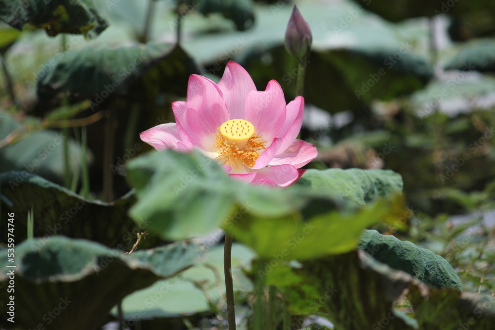 Fototapeta premium Lotus, a beautiful aquatic plant, is not only used to color the water surface, but also to create beauty for all eyes to see, and is also a symbol of Ubon Ratchathani Province, Thailand.