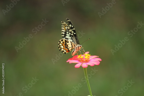 Butterfly looking for nectar On the day when the flowers bloom. © kanisorn