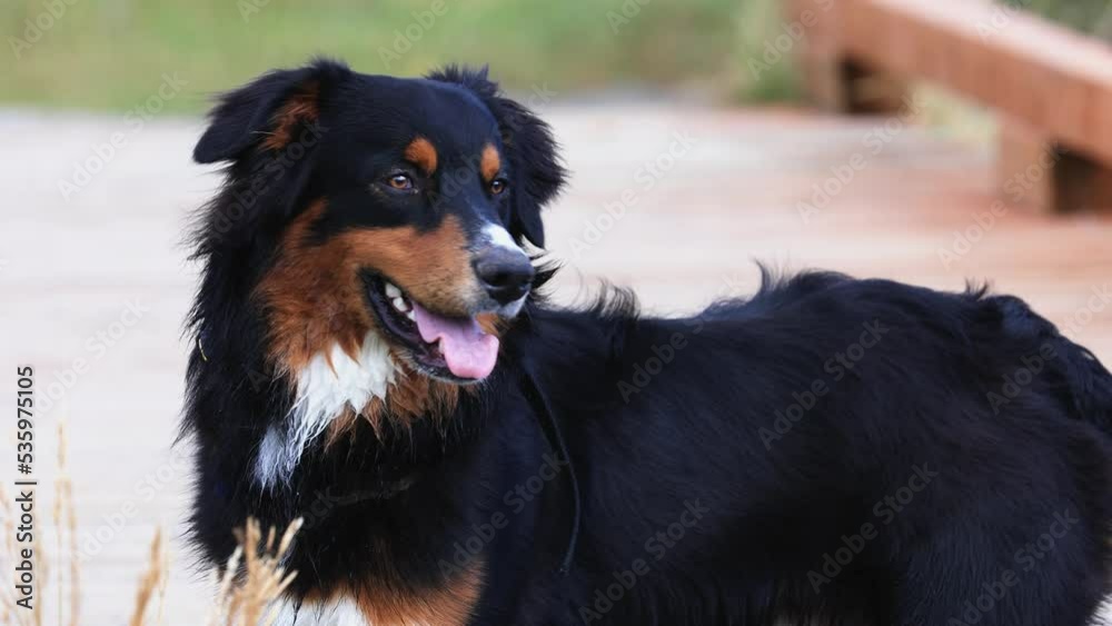 Australian Shepherd Dog Smiling with Tongue Out Canon R6 4K Australian Shepherd Dog Smiling with Tongue Out Canon R6 4K