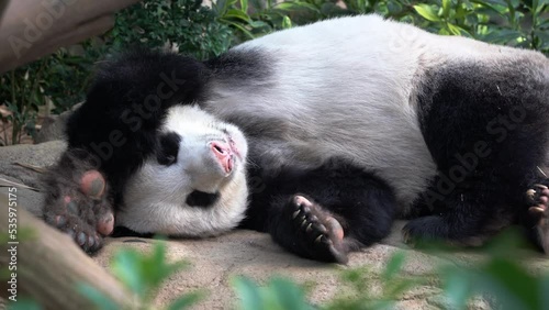 Handheld motion close up shot capturing adorable lazy panda dozing off on the ground with cute sleeping body posture on an idyllic afternoon. photo