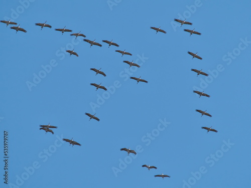 A wedge of flying cranes, in the sky. seasonal migration.