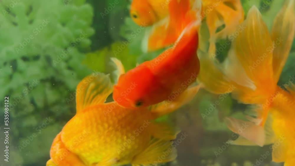 Cute goldfish opening and closing her mouth underwater. Funny golden