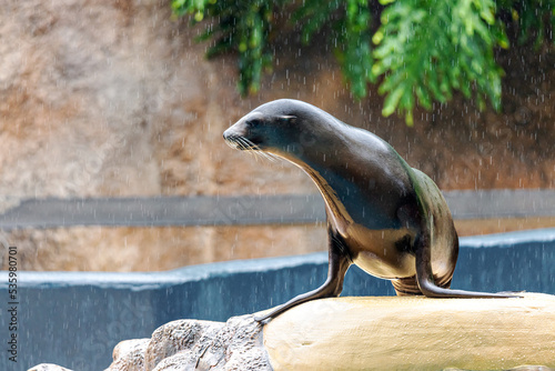 Tableau sur toile .Sea lion Zalophus californianus in captivity on a rock looking to one side Sea