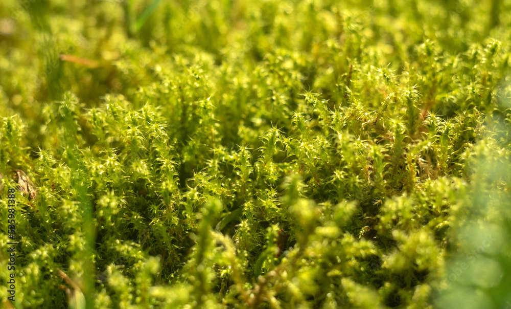 Green moss in the swamp. Plants made of moss on damp soil in the forest.