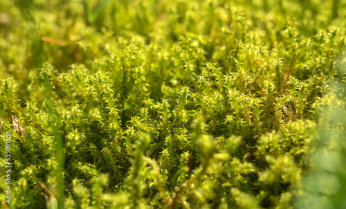 Green moss in the swamp. Plants made of moss on damp soil in the forest.