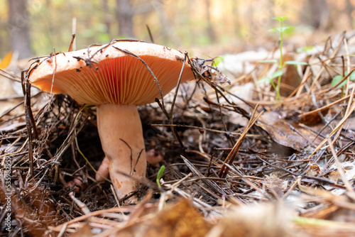 Lactarius deliciosus, Saffron Milkcap mushroom, Delicious Milkcap, Saffron Milkcap, red pine mushroom in the autumn forest	 photo