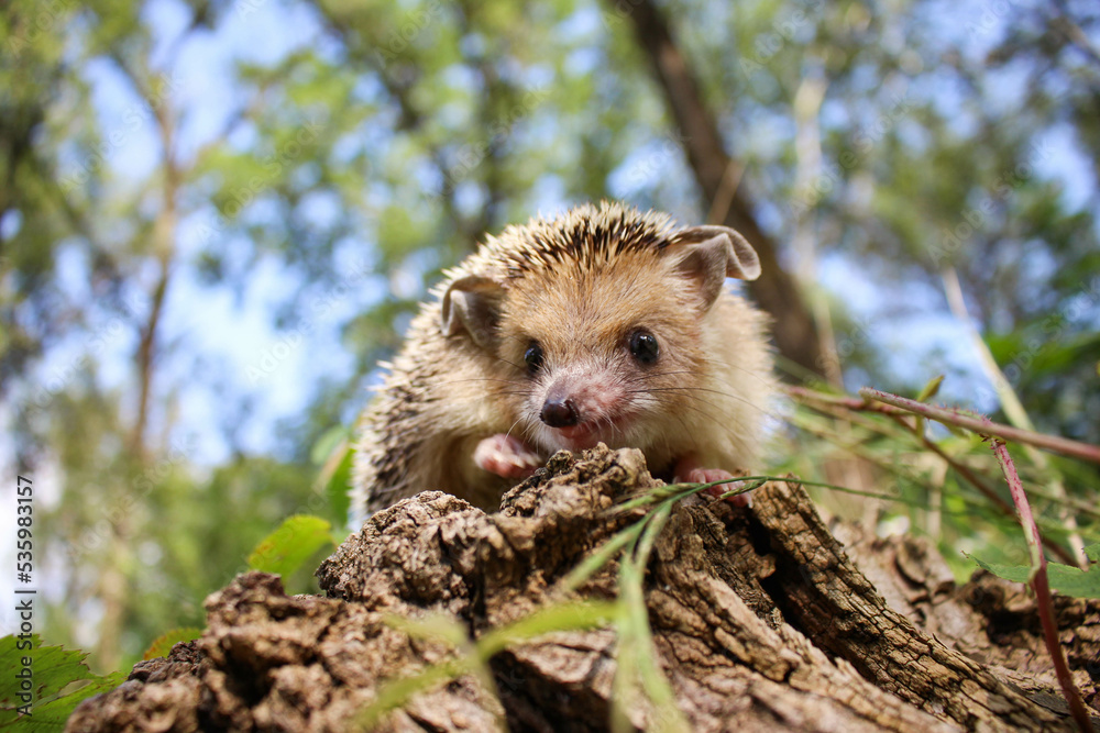 Naklejka premium hedgehog in the forest