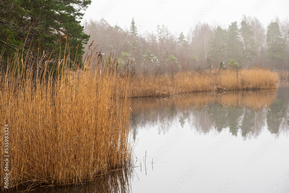 Misty lake with reeds a gray winter day