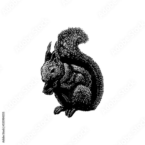 Japanese Squirrel hand drawing vector illustration isolated on background.