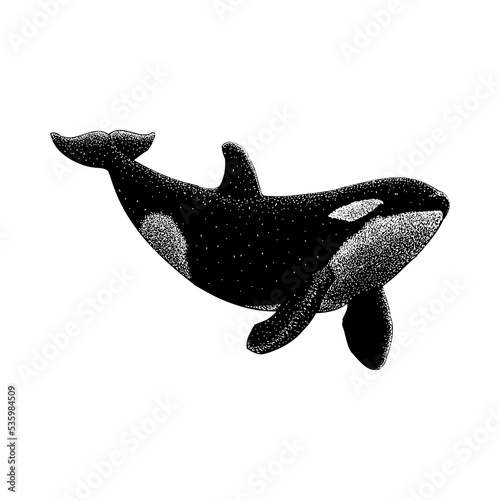 Killer Whale hand drawing vector illustration isolated on background