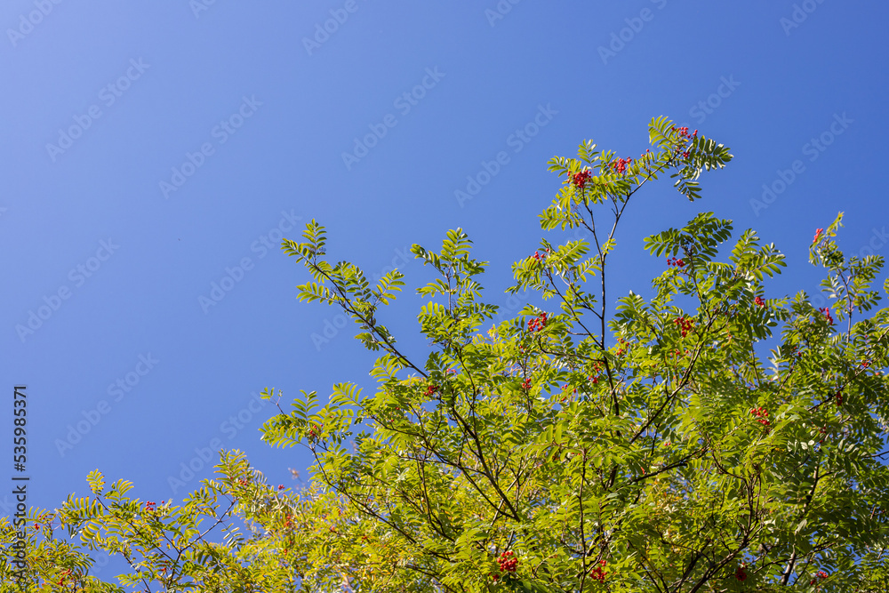Yellow-green leaves of an autumn tree against a blue sky. Yellow-green leaves of an autumn tree against a blue sky.
