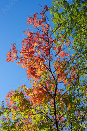 Red rowan leaves against the blue sky.