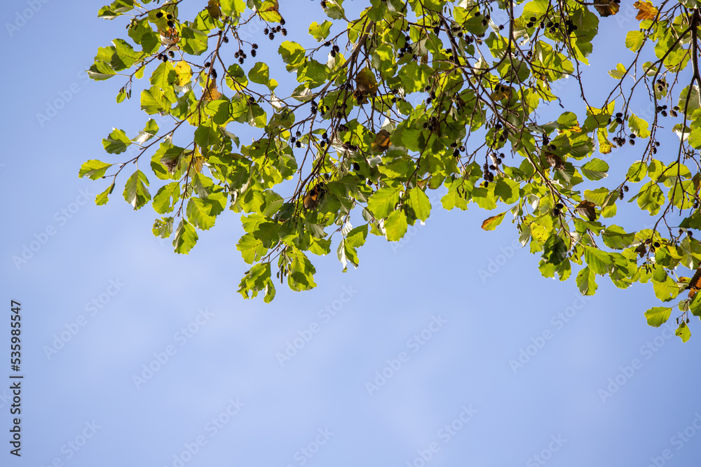 Yellow-green leaves of an autumn tree against a blue sky. Yellow-green leaves of an autumn tree against a blue sky.