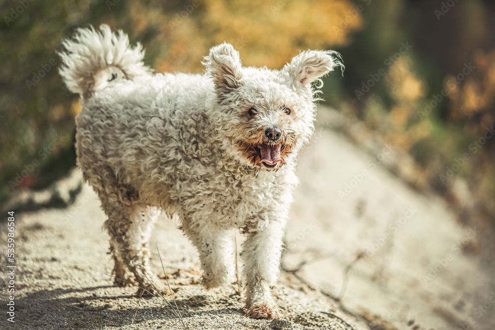 Portrait of a cute white pumi dog having fun at a sandpit in autumn outdoors Portrait of a cute white pumi dog having fun at a sandpit in autumn outdoors