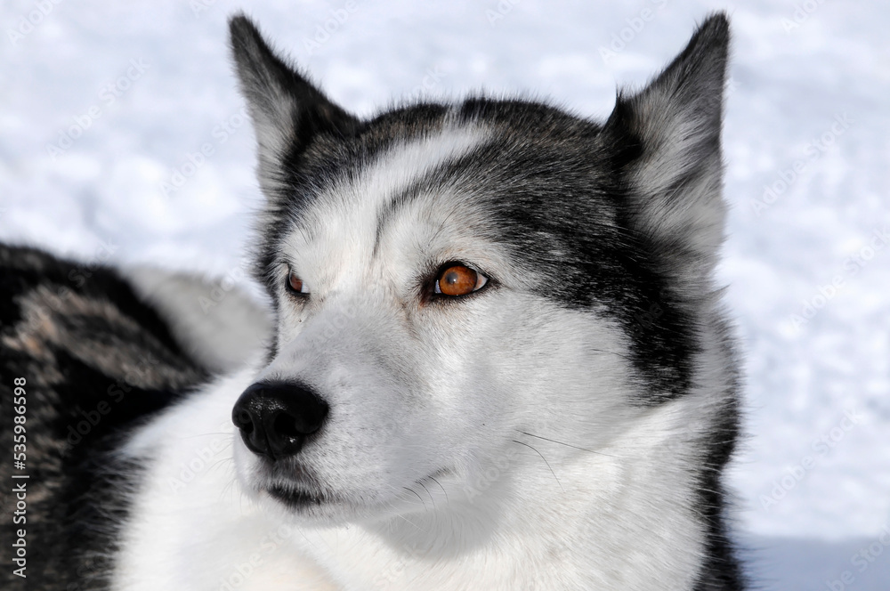 Siberian Huskys, Portrait, 6. Internationales Schlittenhunderennen 26. 27. Januar 2013, Inzell, Bayern, Deutschland, Europa