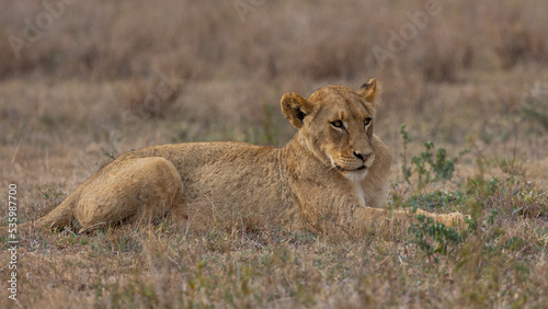 a sub adult lion early morning