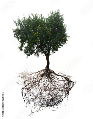 apple tree with roots isolated on white background