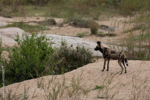 An African wild dog in a dry sandy riverbed