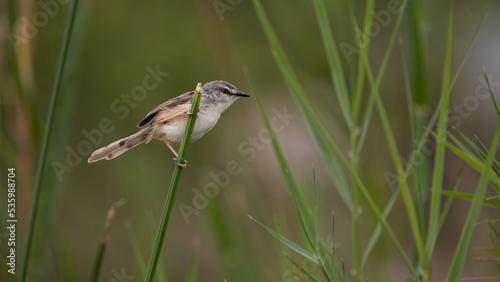 A TAWNY FLANKED PRINIA in reeds photo