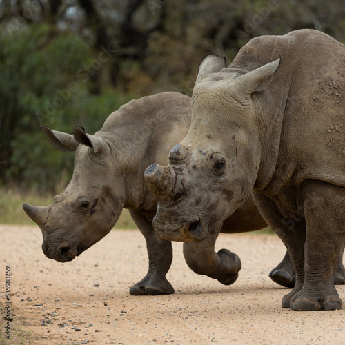 white rhinoceros in the wild