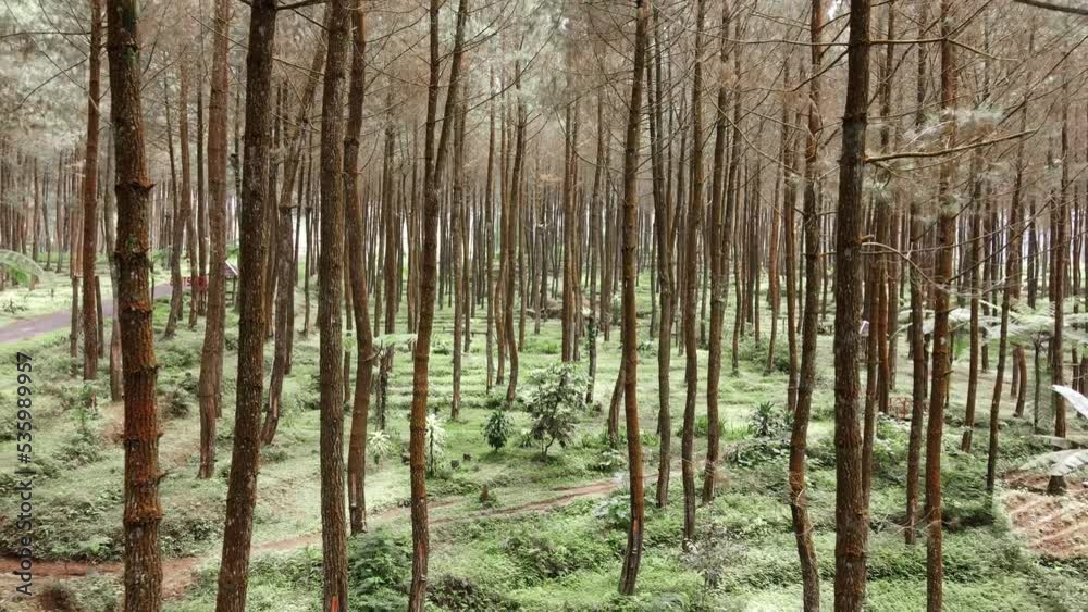green and fresh pine forest green and fresh pine forest