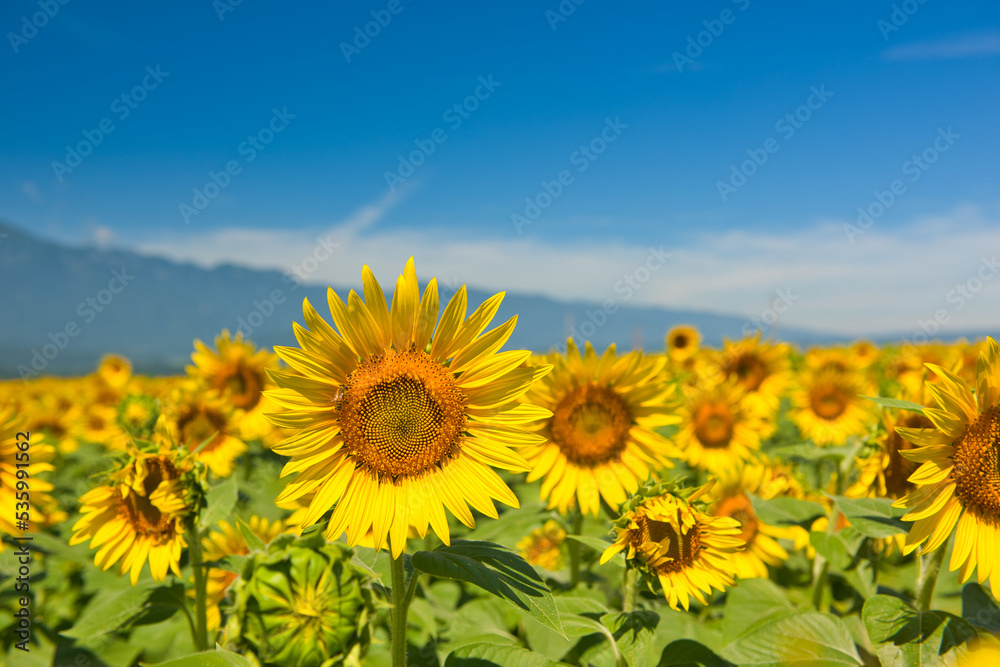 Sunflowers in Akeno Hokuto City Yamanashi Prefecture Japan