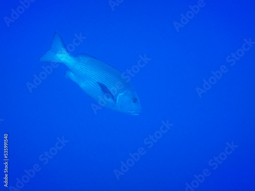 large common dentex fish in deep blue water in  the red sea egypt