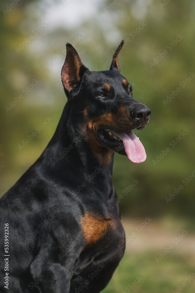 adult dog doberman pinscher portrait with cropped ears adult dog doberman pinscher portrait with cropped ears