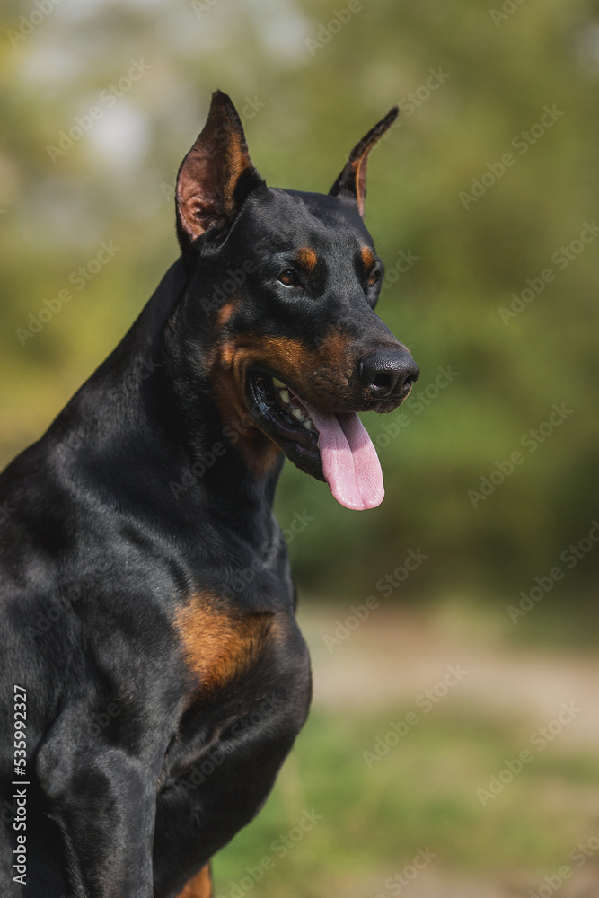 adult dog doberman pinscher portrait with cropped ears