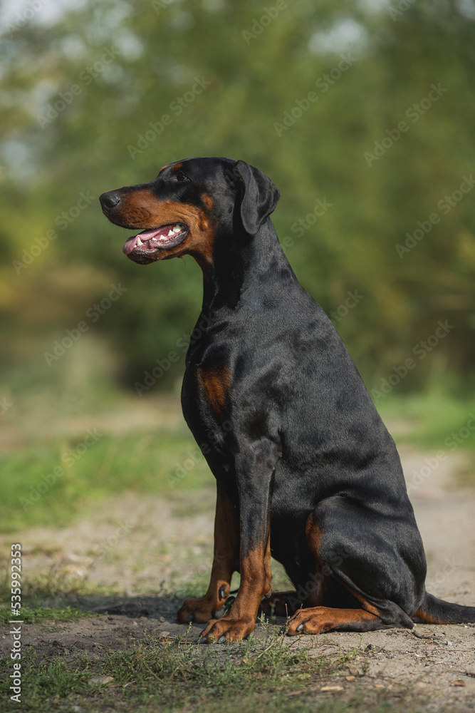 adult dog doberman pinscher portrait with floppy ears