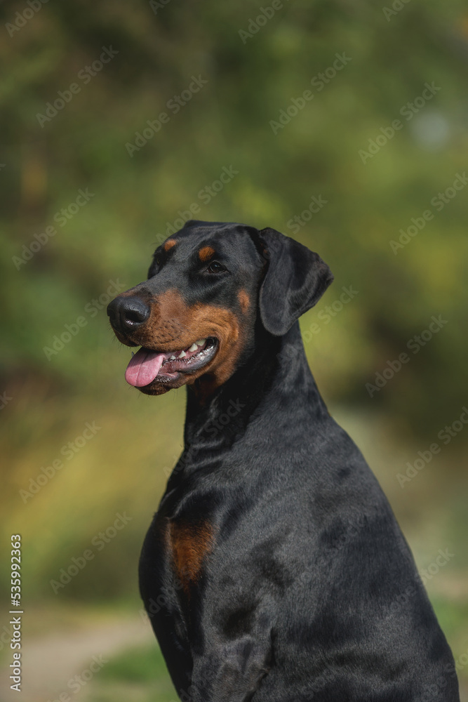 adult dog doberman pinscher portrait with floppy ears adult dog doberman pinscher portrait with floppy ears