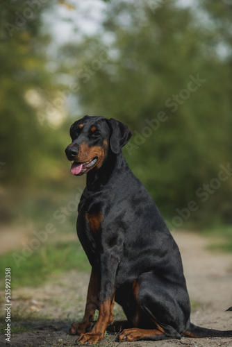 adult dog doberman pinscher portrait with floppy ears