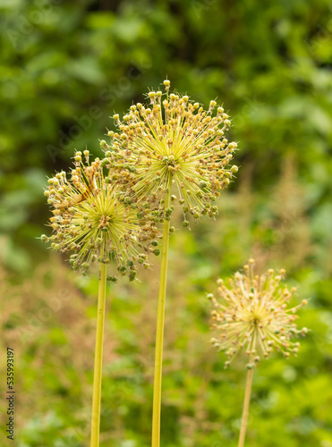 plants in the form of a ball with seeded