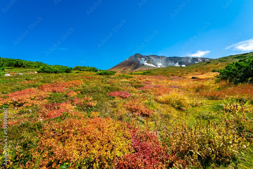 秋の北海道・大雪山の旭岳で見た、山頂方面に向かって広がる紅葉と快晴の青空