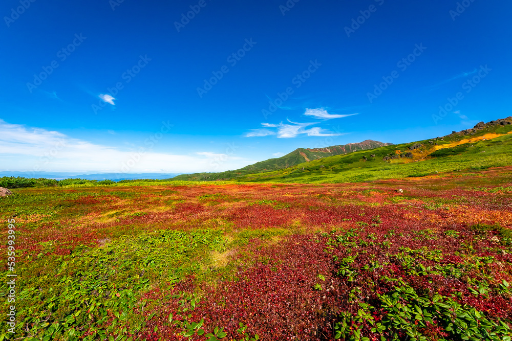 秋の北海道・大雪山の旭岳で見た、真っ赤な紅葉や緑の植物と快晴の青空