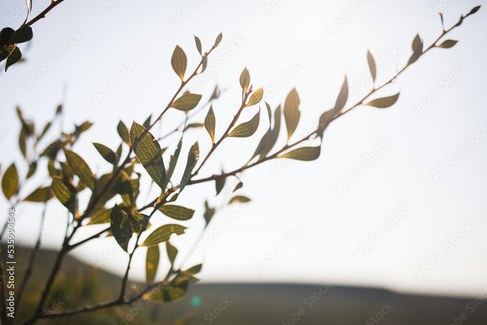 Fototapeta premium Native flowers