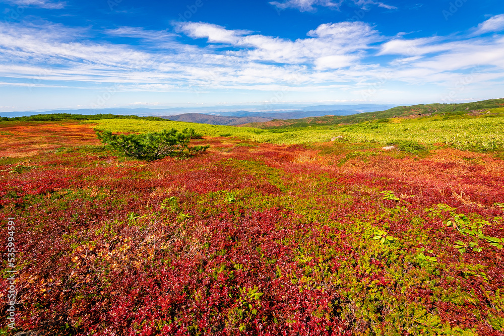 秋の北海道・大雪山の旭岳で見た、赤や黄色のカラフルな紅葉と快晴の青空