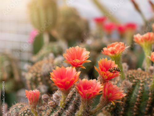 Beautiful of lobivia cactus flowers with morning light background at garden .Select focus,Orange flowers of Cactus,Soft and blur focus