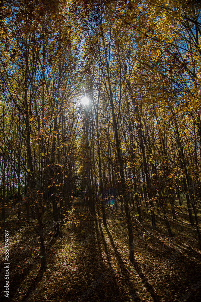Fototapeta premium a year with an incredible autumn