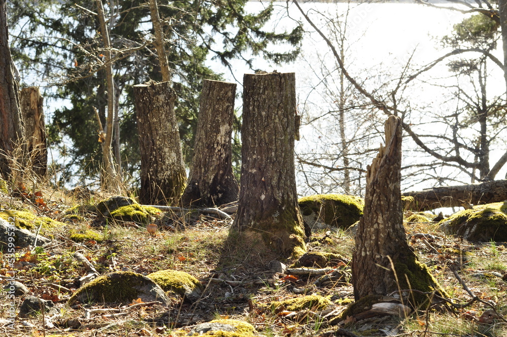 Dead tree stump in mossy forest is natural. Nature is a rough environment with wild vegetation. Sunny landscape scenary in wilderness. Dead tree stump in mossy forest is natural. Nature is a rough environment with wild vegetation. Sunny landscape scenary in wilderness.