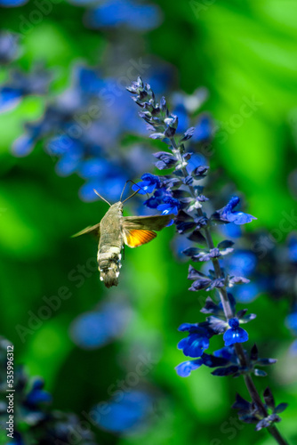 살비아 프라텐시스(Salvia pratensis) photo