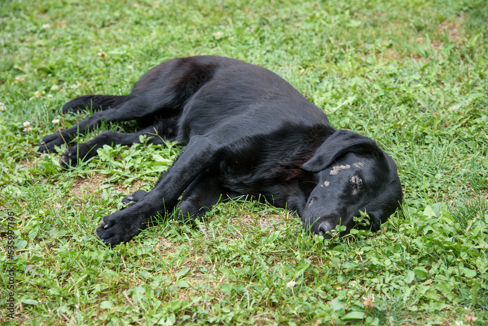 Abandoned dog sleeping on the grass Abandoned dog sleeping on the grass