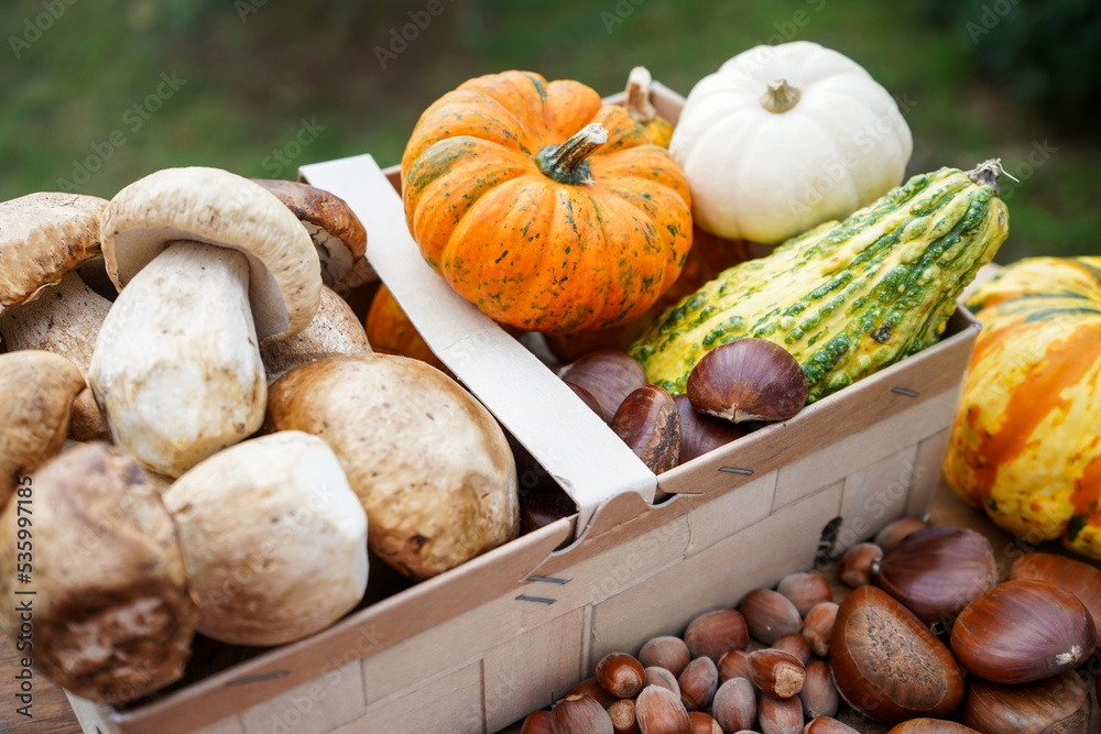 Autumn still life with pumpkins, chestnuts and mushrooms in a basket with natural background Autumn still life with pumpkins, chestnuts and mushrooms in a basket with natural background